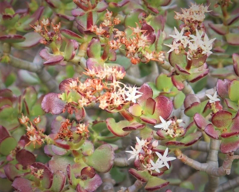 Crassula Ovata