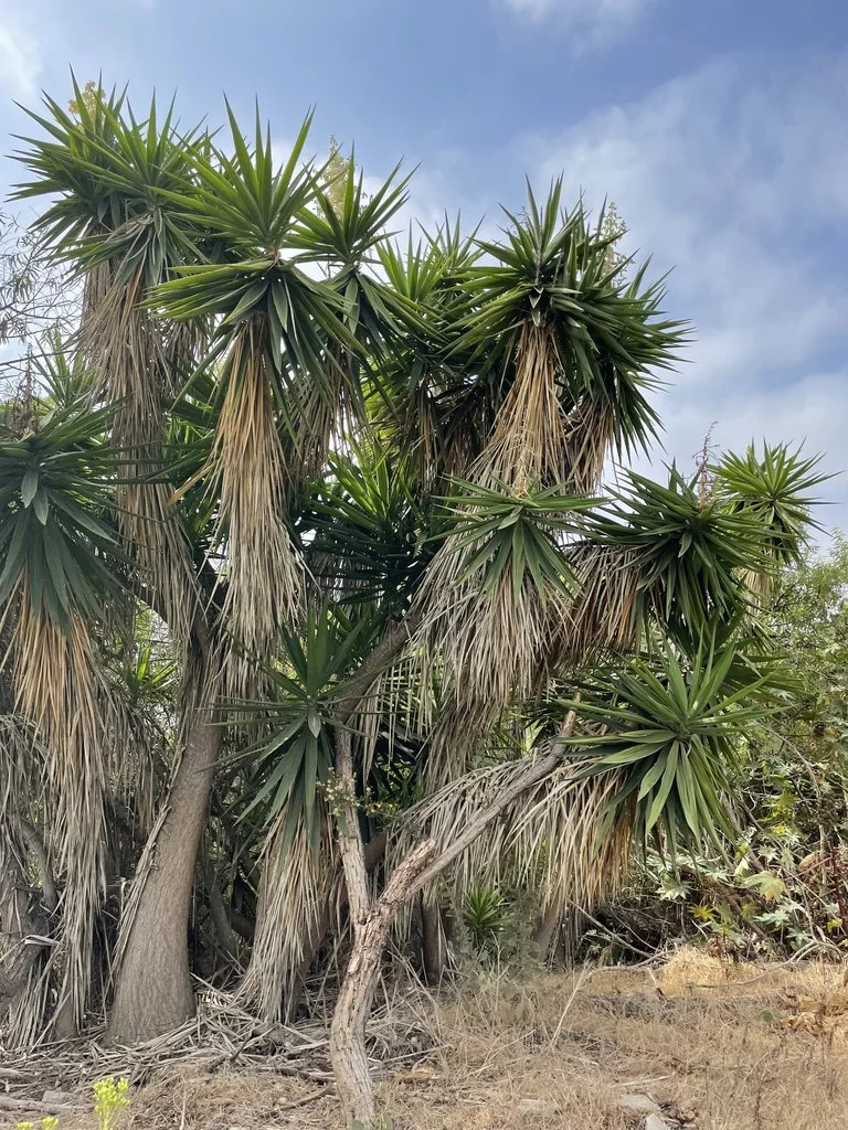 Yucca Elephantipes