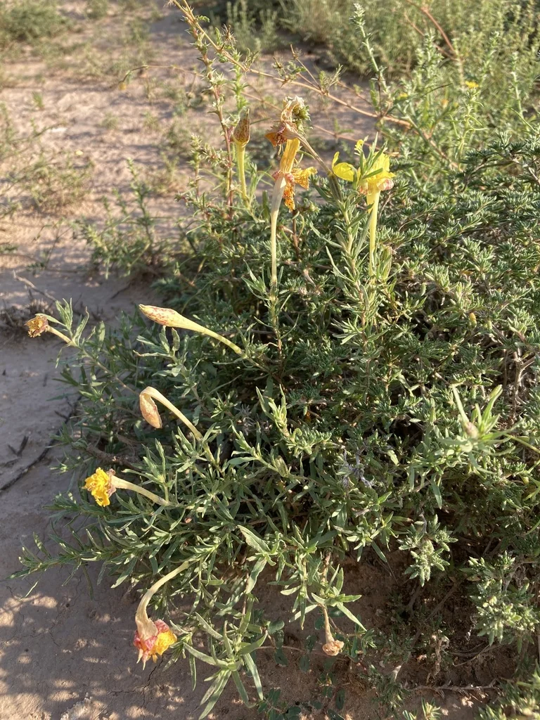 Calylophus Hartwegii