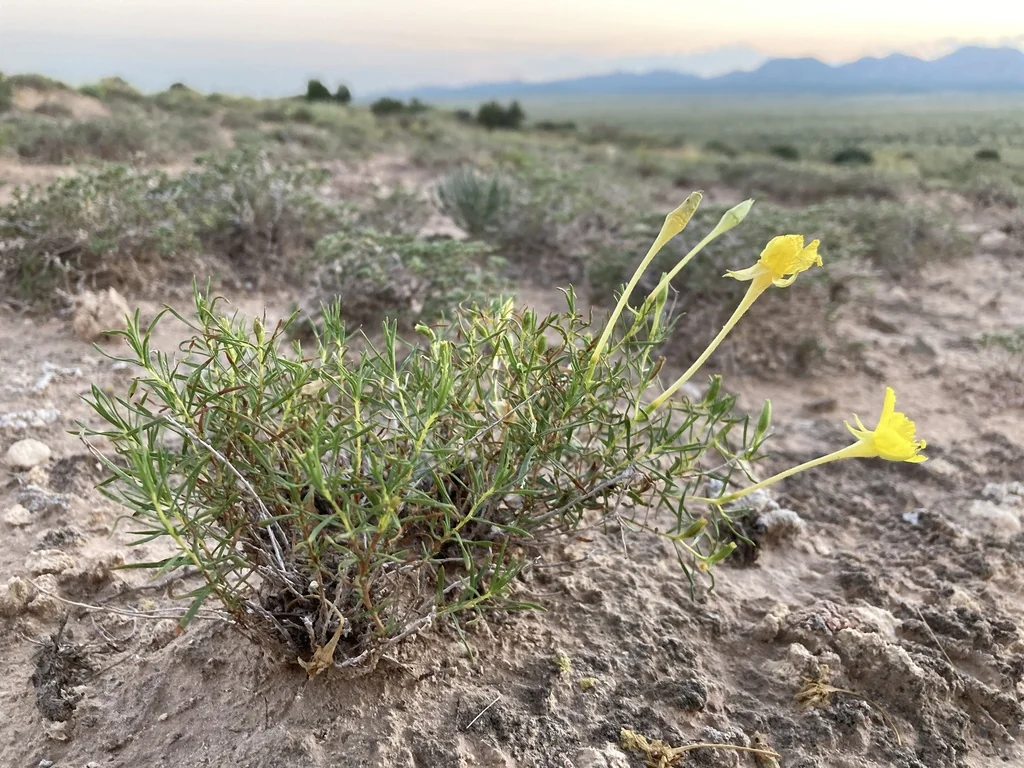 Calylophus Hartwegii