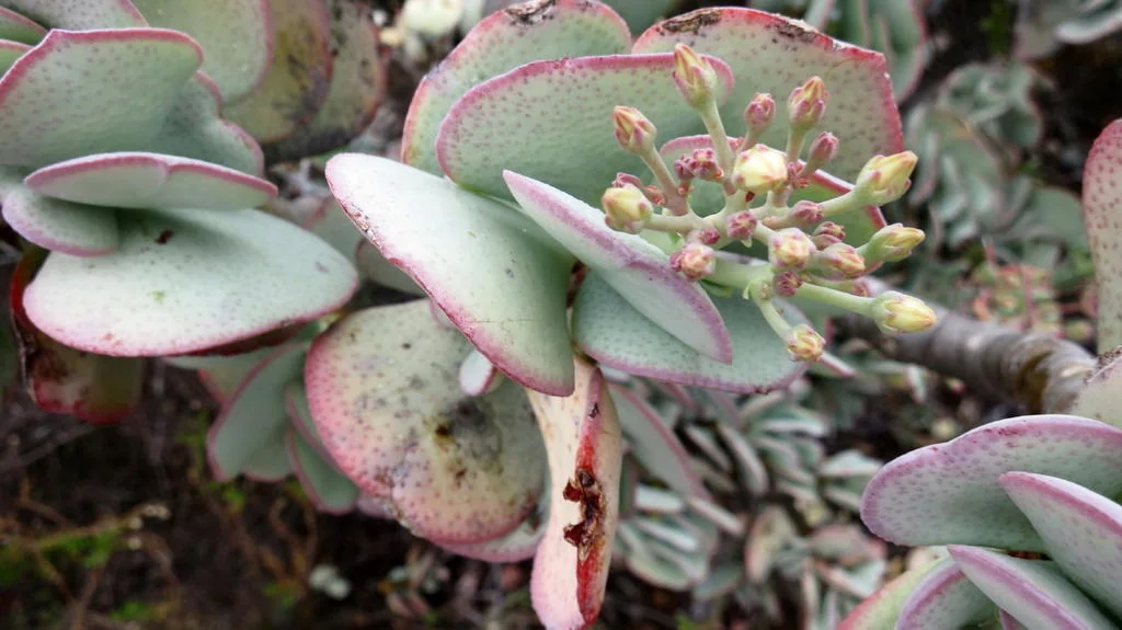 Crassula Arborescens