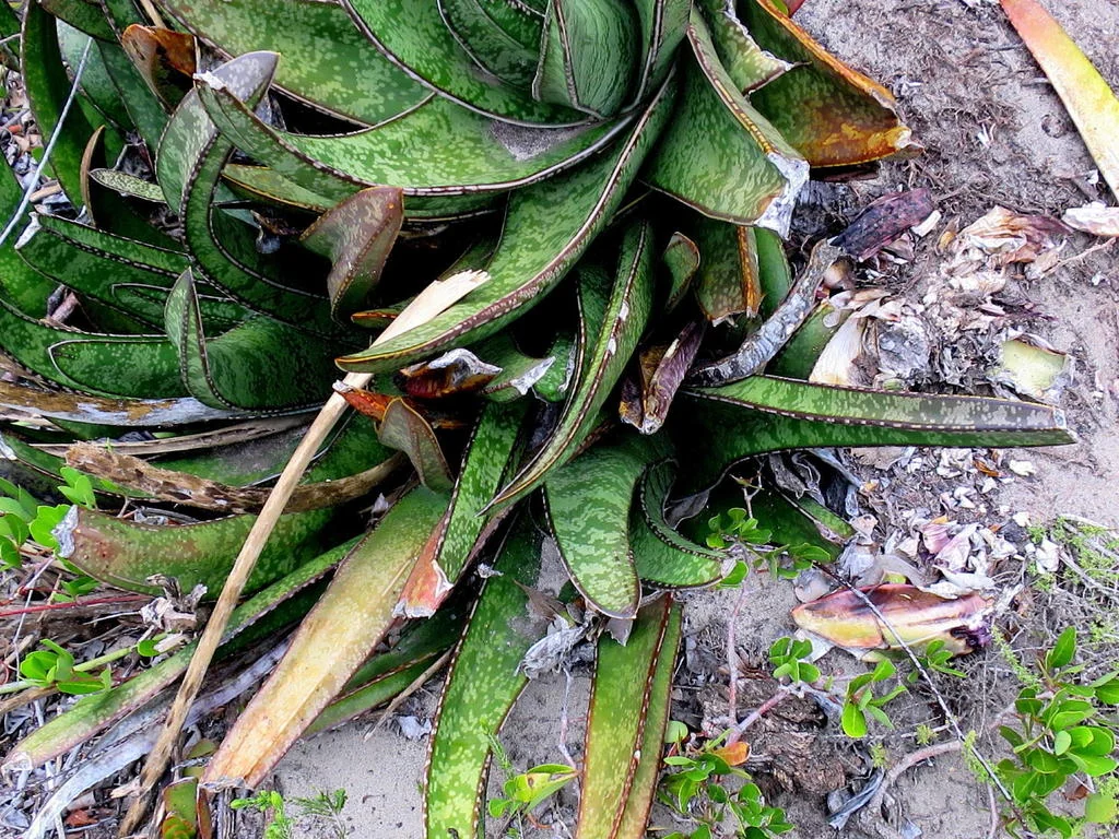 Gasteria Acinacifolia