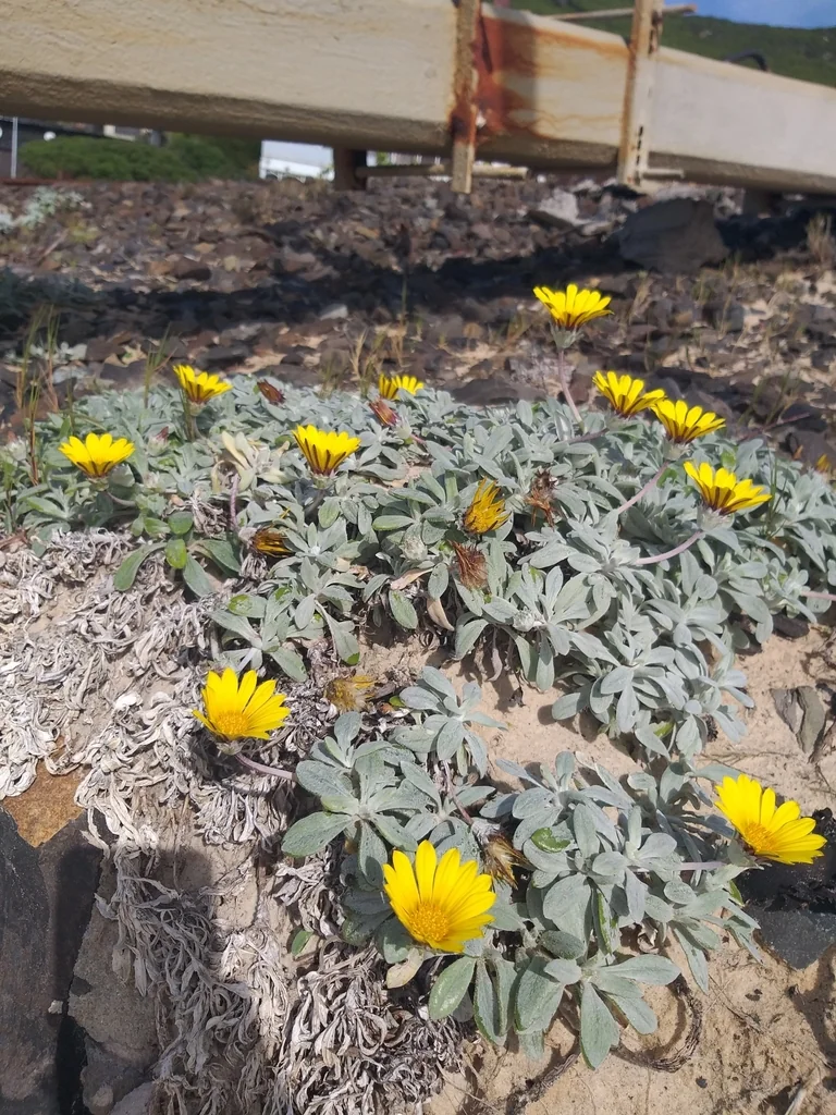 Gazania Rigens Leucolaena