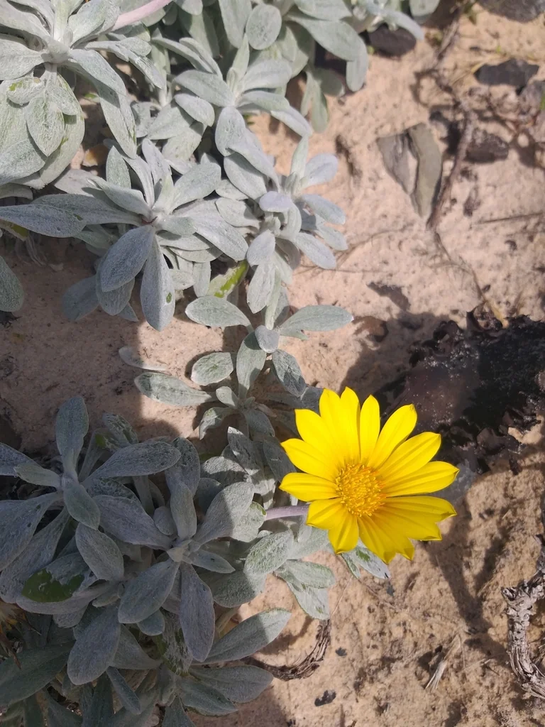 Gazania Rigens Leucolaena