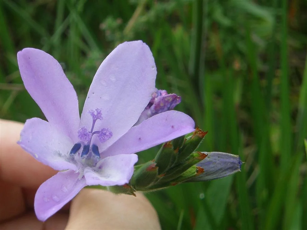 Babiana Stricta