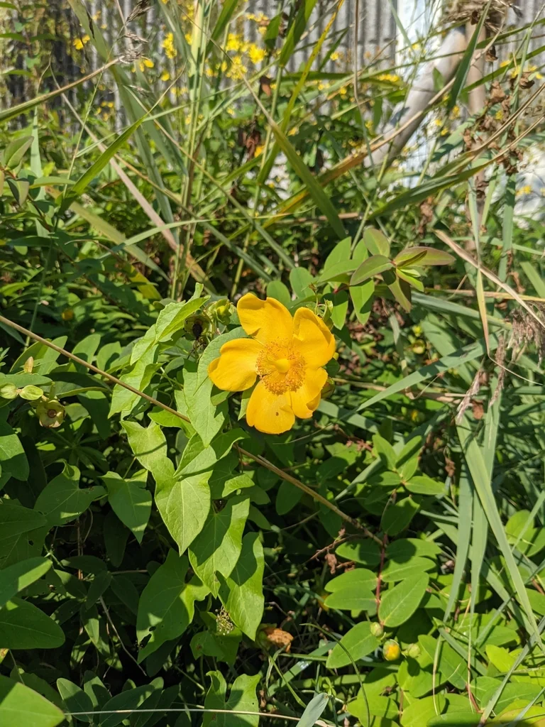 Hypericum X Moserianum