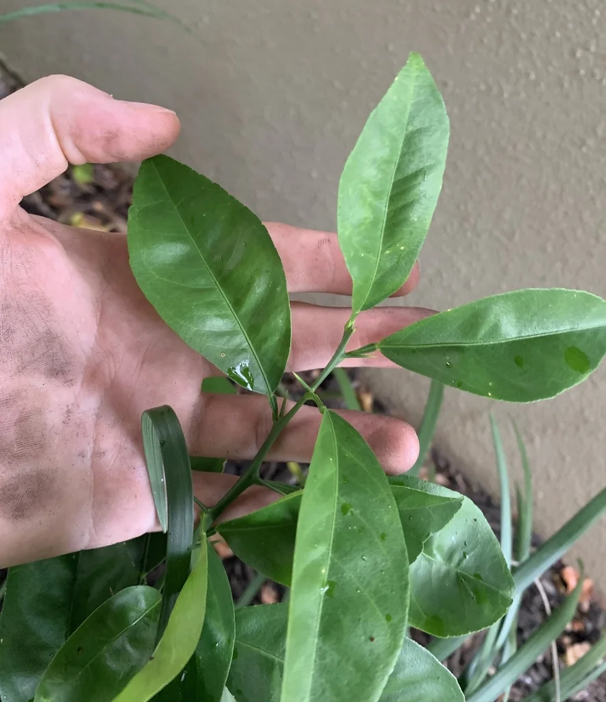 Citrus Aurantium