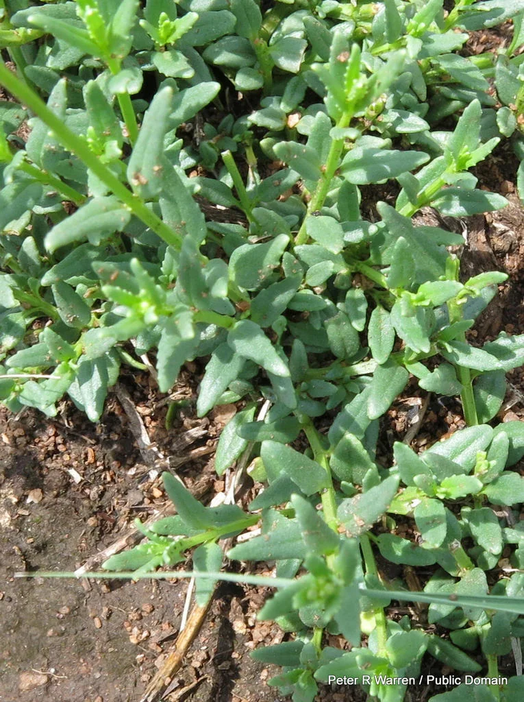 Nemesia fruticans