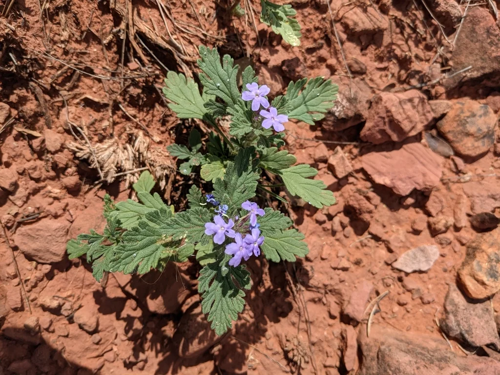 Verbena Gooddingii