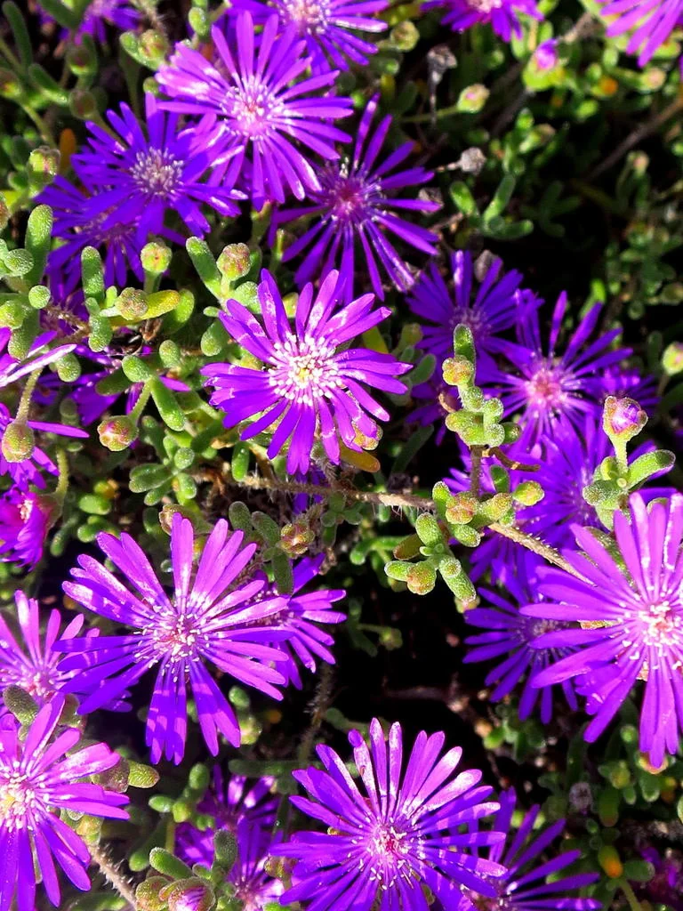 Drosanthemum Hispidum
