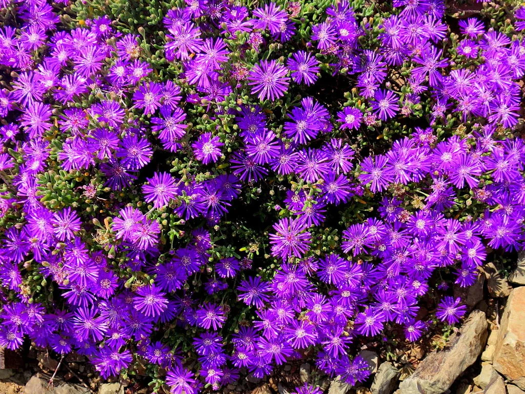 Drosanthemum Hispidum
