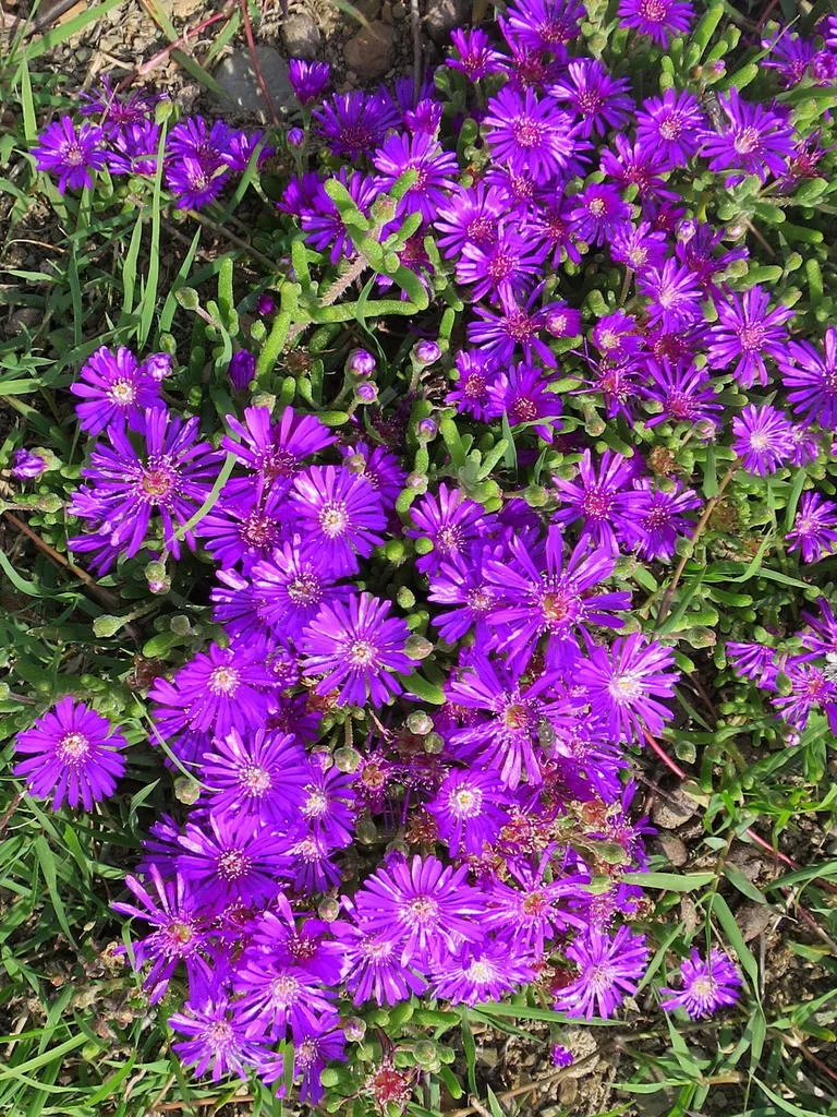 Drosanthemum Hispidum