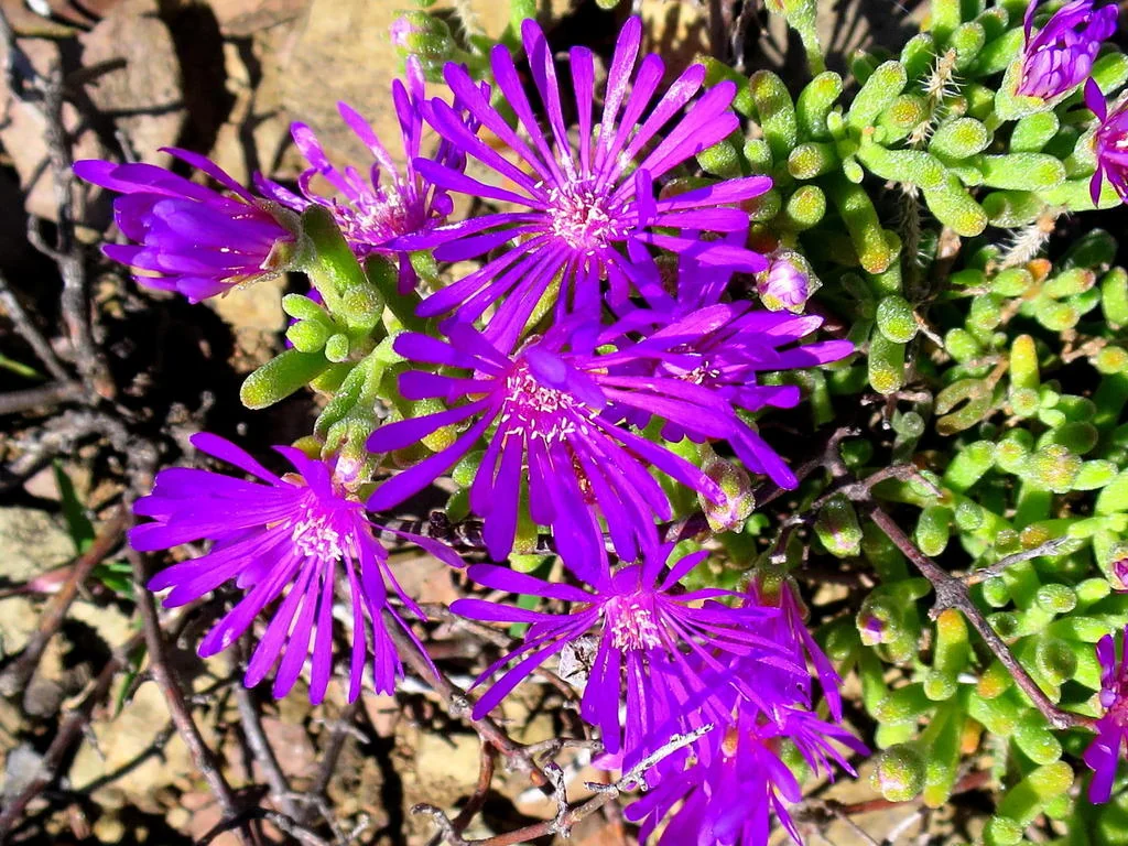 Drosanthemum Hispidum