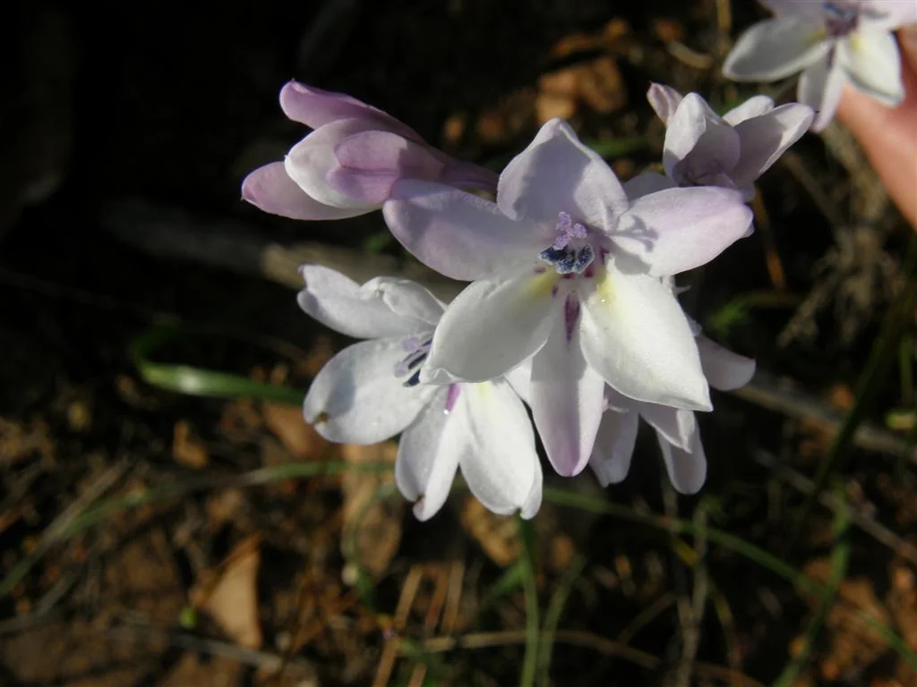 Babiana Stricta