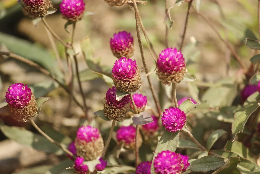 Gomphrena Globosa