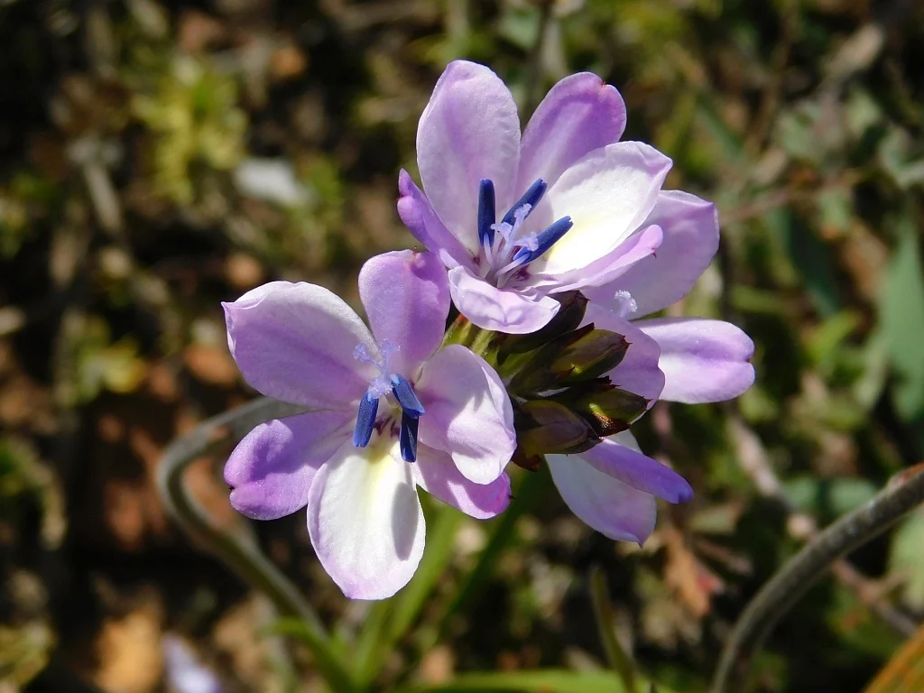 Babiana Stricta