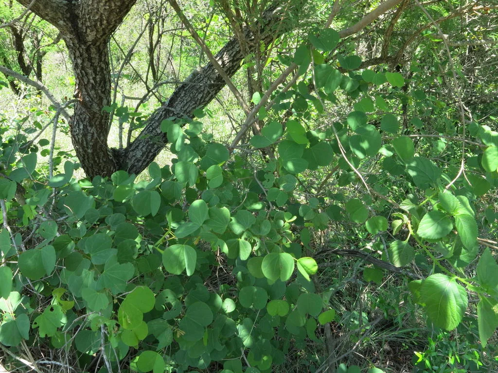 Bauhinia Galpinii