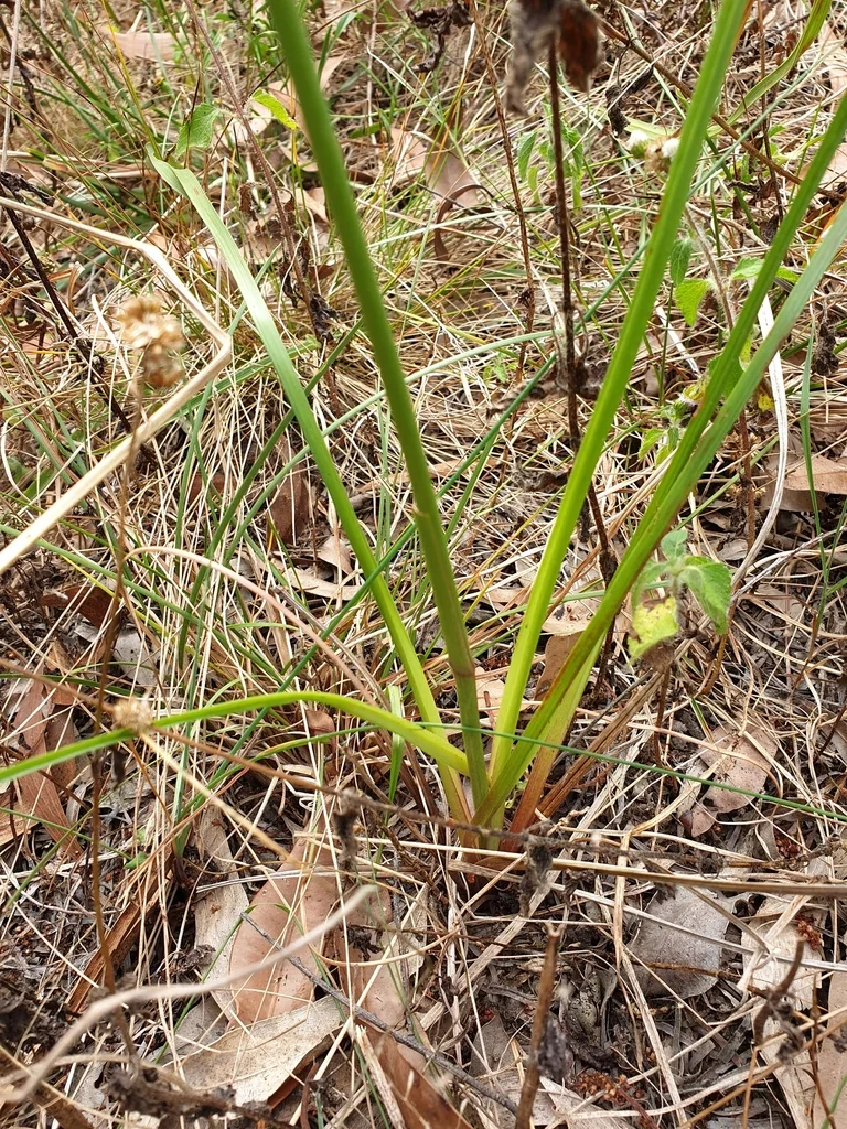 Dianella Longifolia