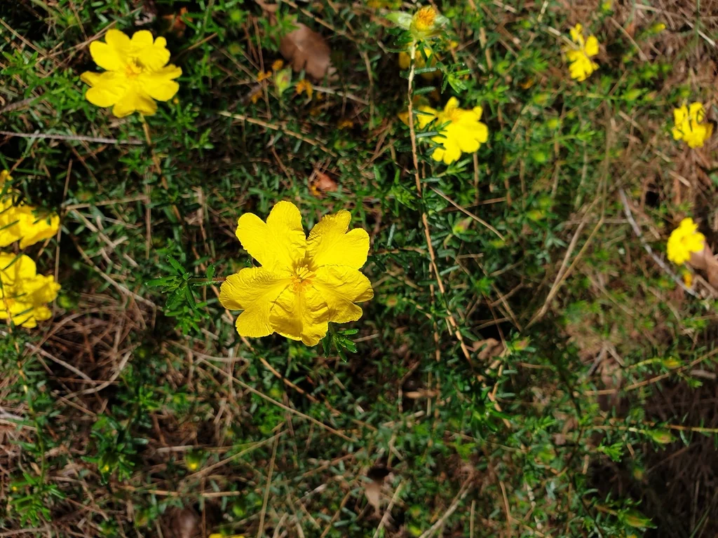 Hibbertia Vestita