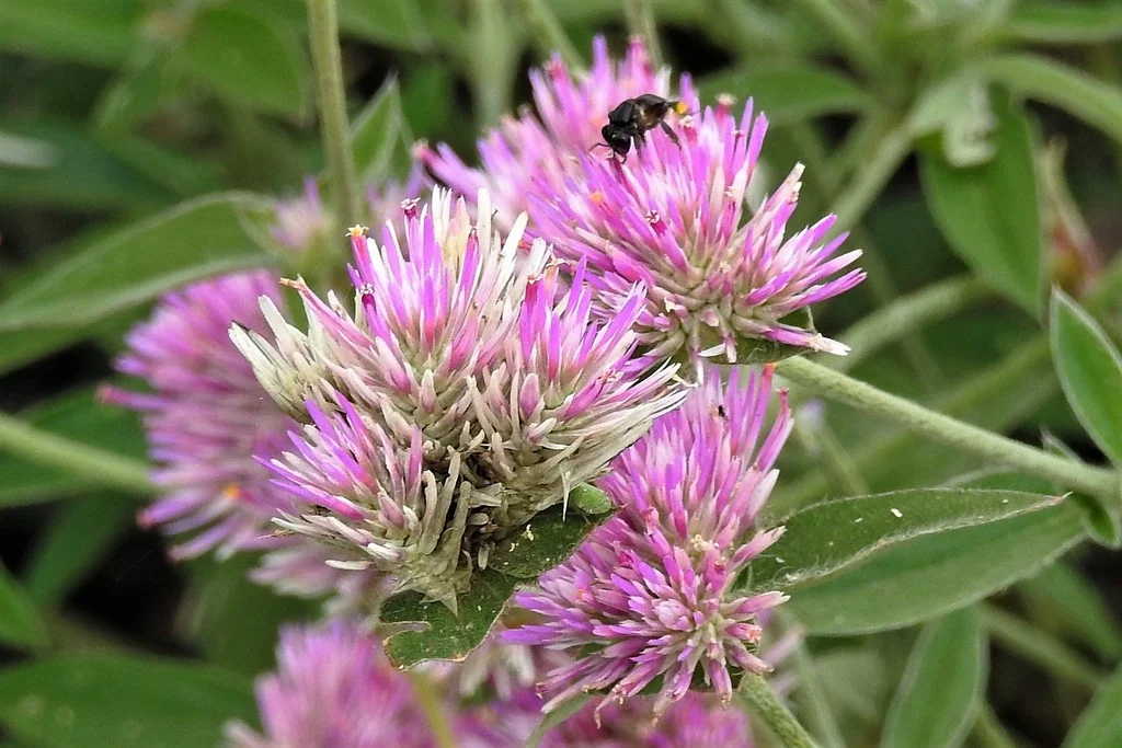 Gomphrena pulchella