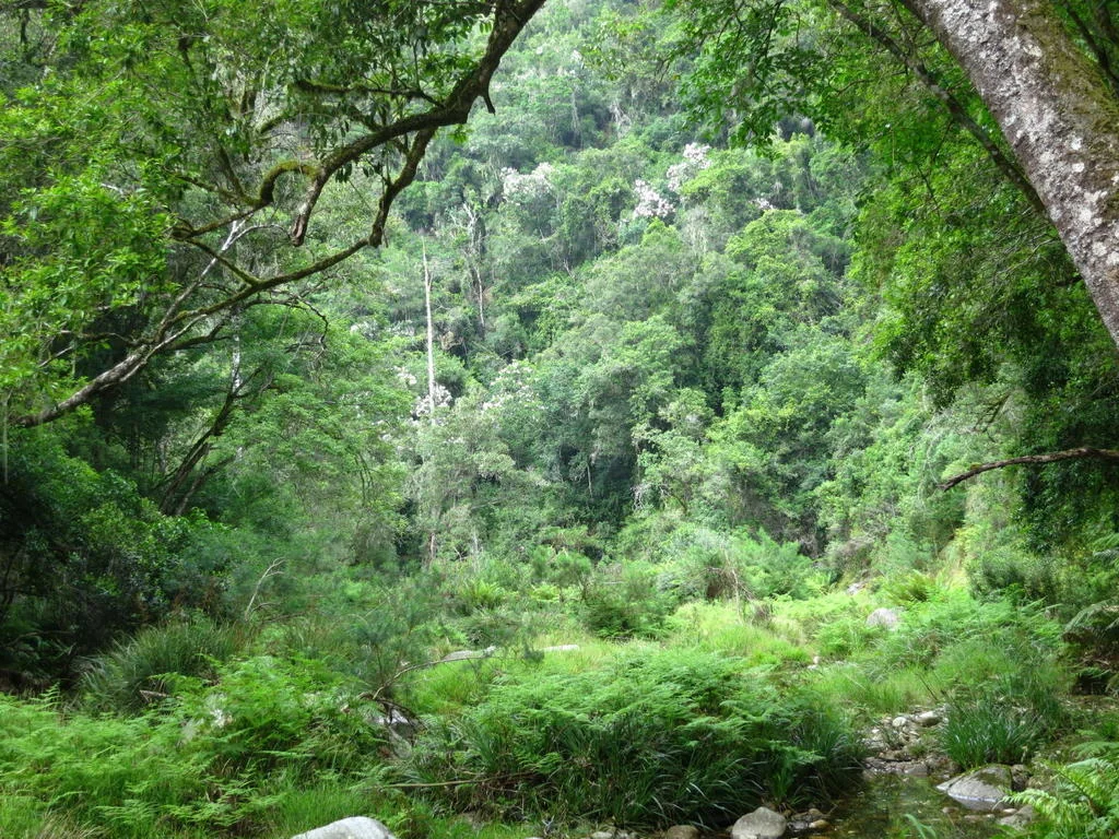 Calodendrum Capense