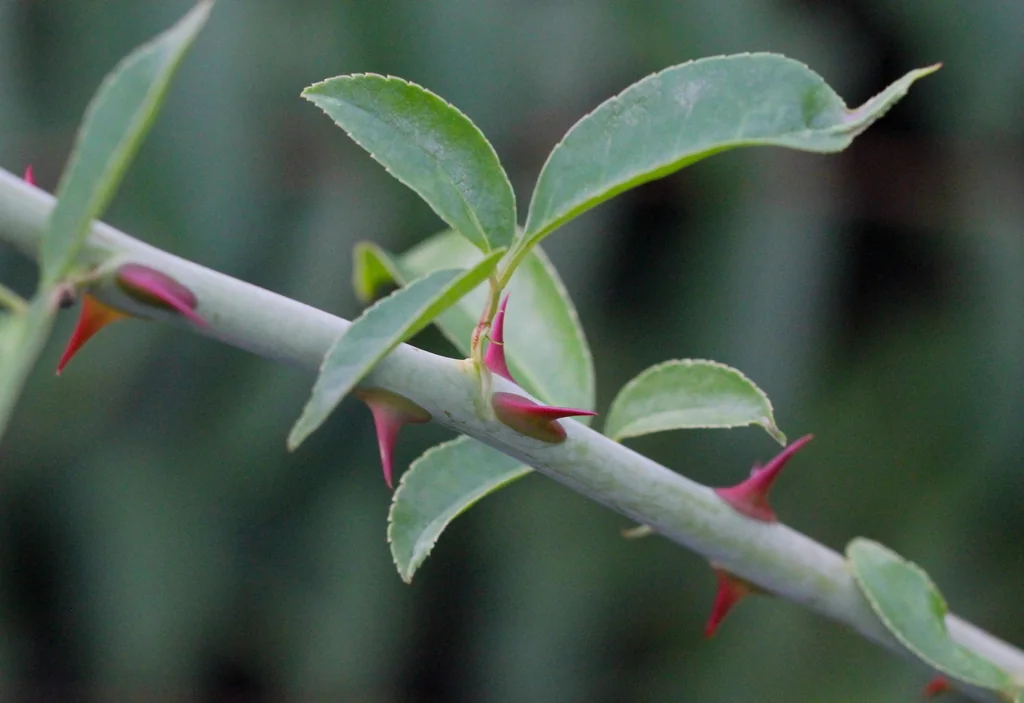 Rosa Laevigata