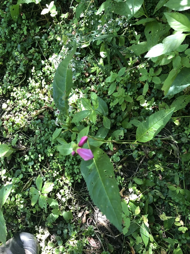 Chelone Lyonii