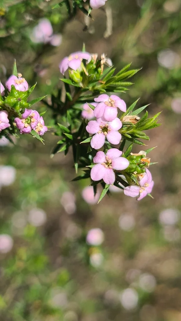 Coleonema Pulchellum