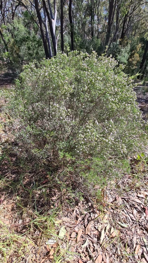 Coleonema Pulchellum