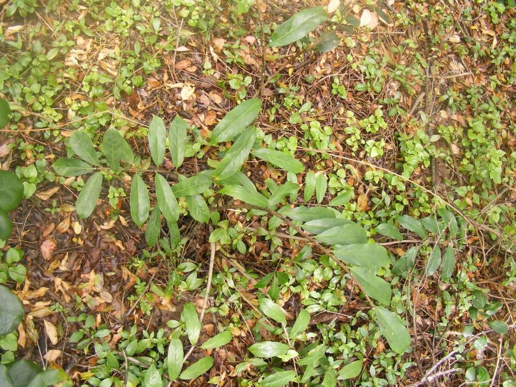 Zamioculcas Zamiifolia