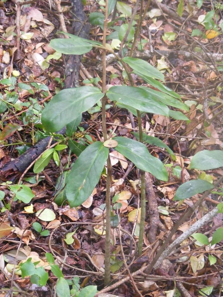Zamioculcas Zamiifolia