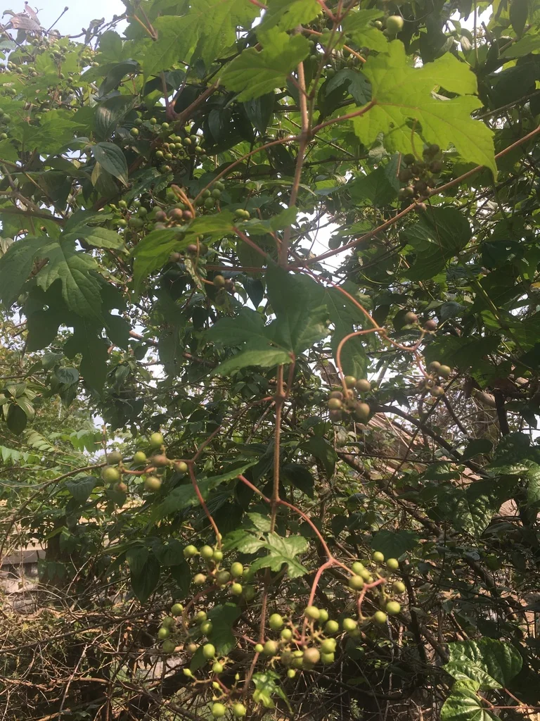 Ampelopsis Brevipedunculata