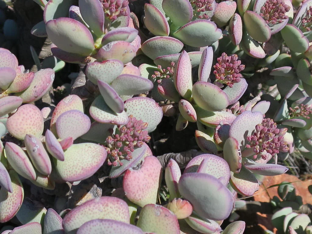 Crassula Arborescens