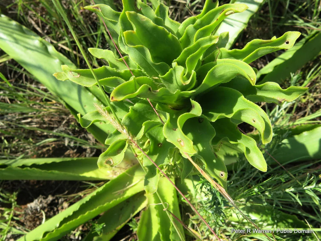 Eucomis Autumnalis