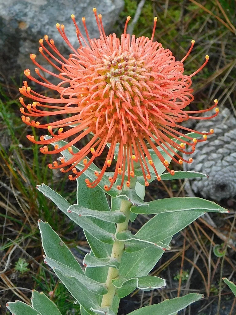 Leucospermum Cordifolium