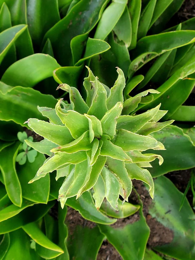 Eucomis Autumnalis