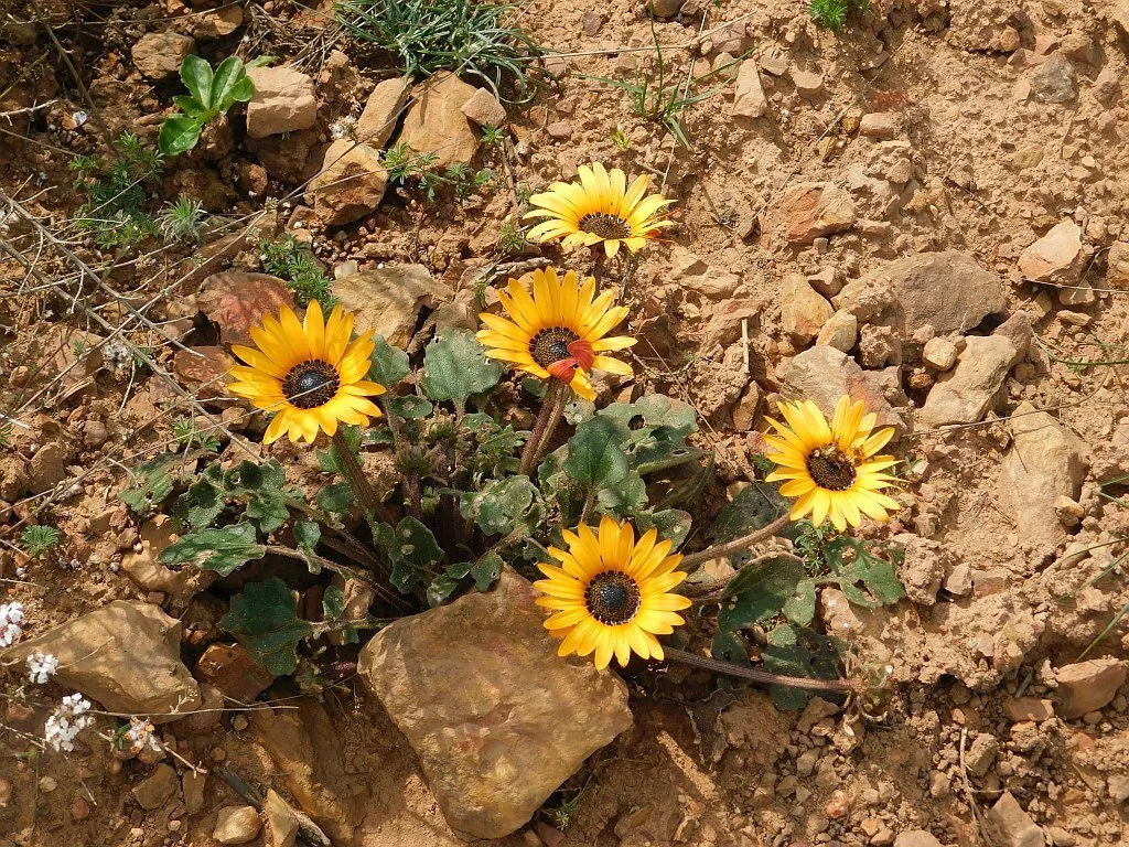Arctotis Acaulis