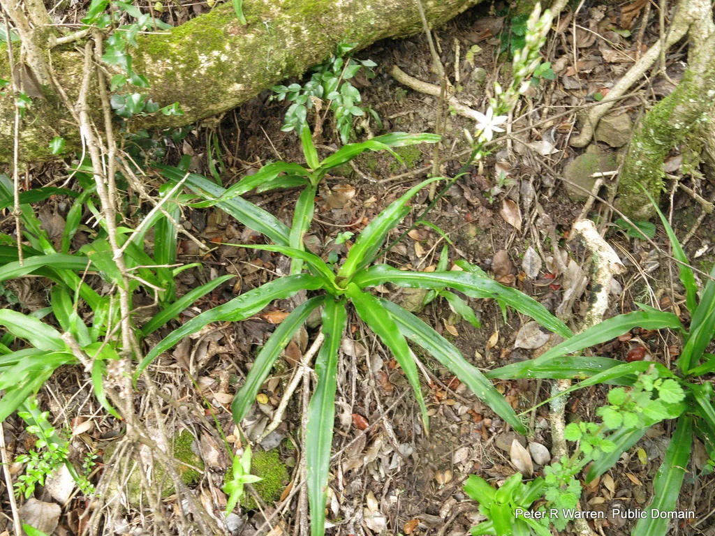 Chlorophytum comosum