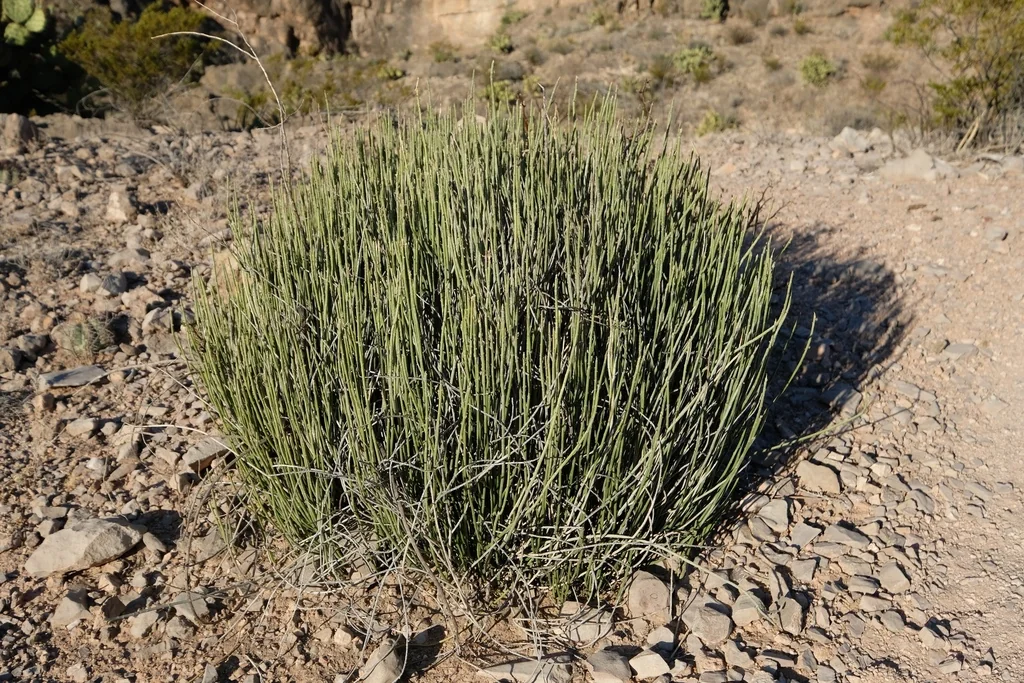 Euphorbia Antisyphilitica