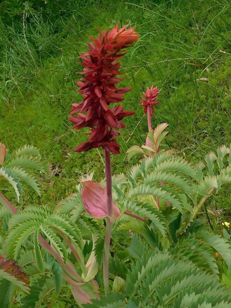 Melianthus Major