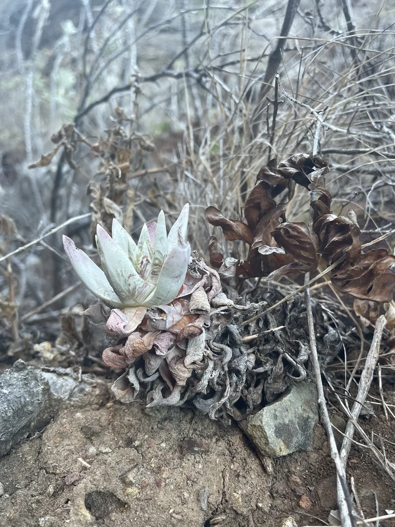 Dudleya Greenei