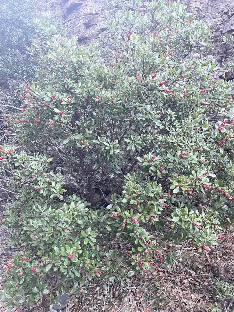 Comarostaphylis Diversifolia