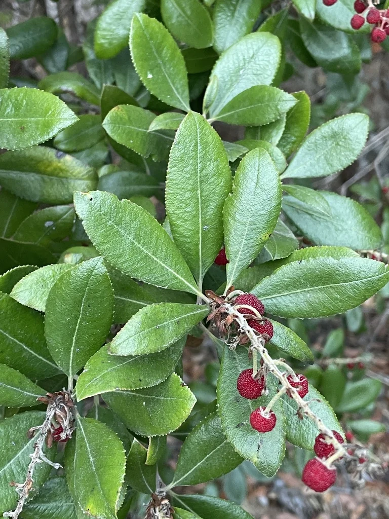 Comarostaphylis Diversifolia