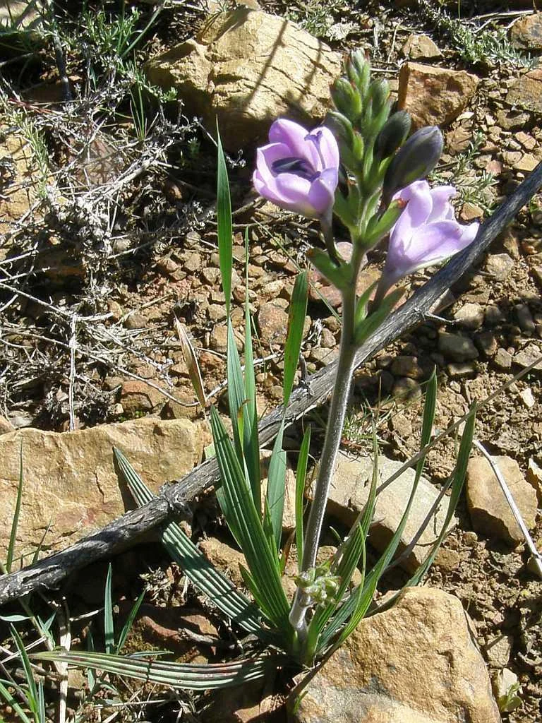 Babiana Stricta