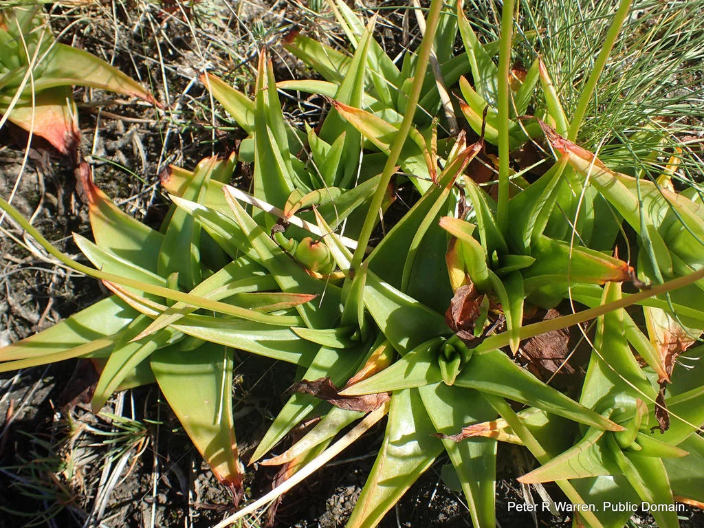 Bulbine Natalensis