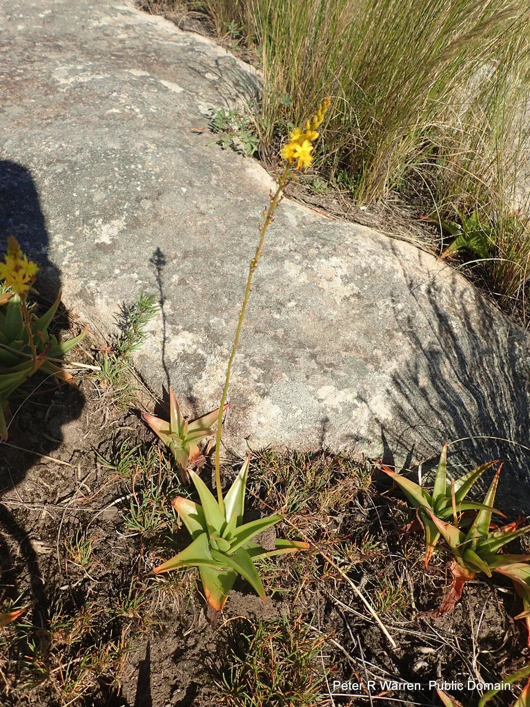 Bulbine Natalensis