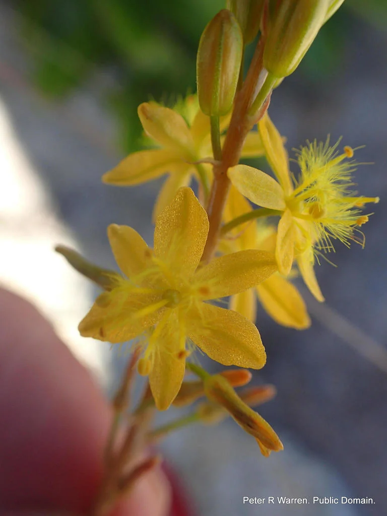 Bulbine Natalensis