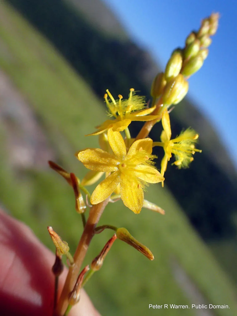 Bulbine Natalensis