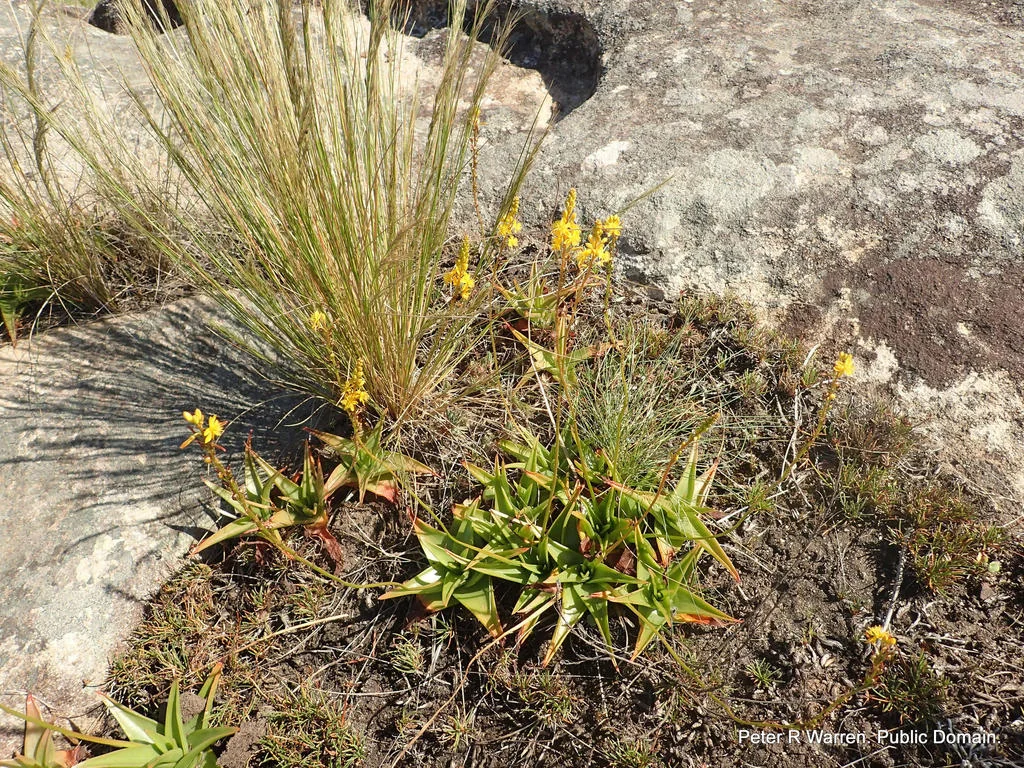 Bulbine Natalensis