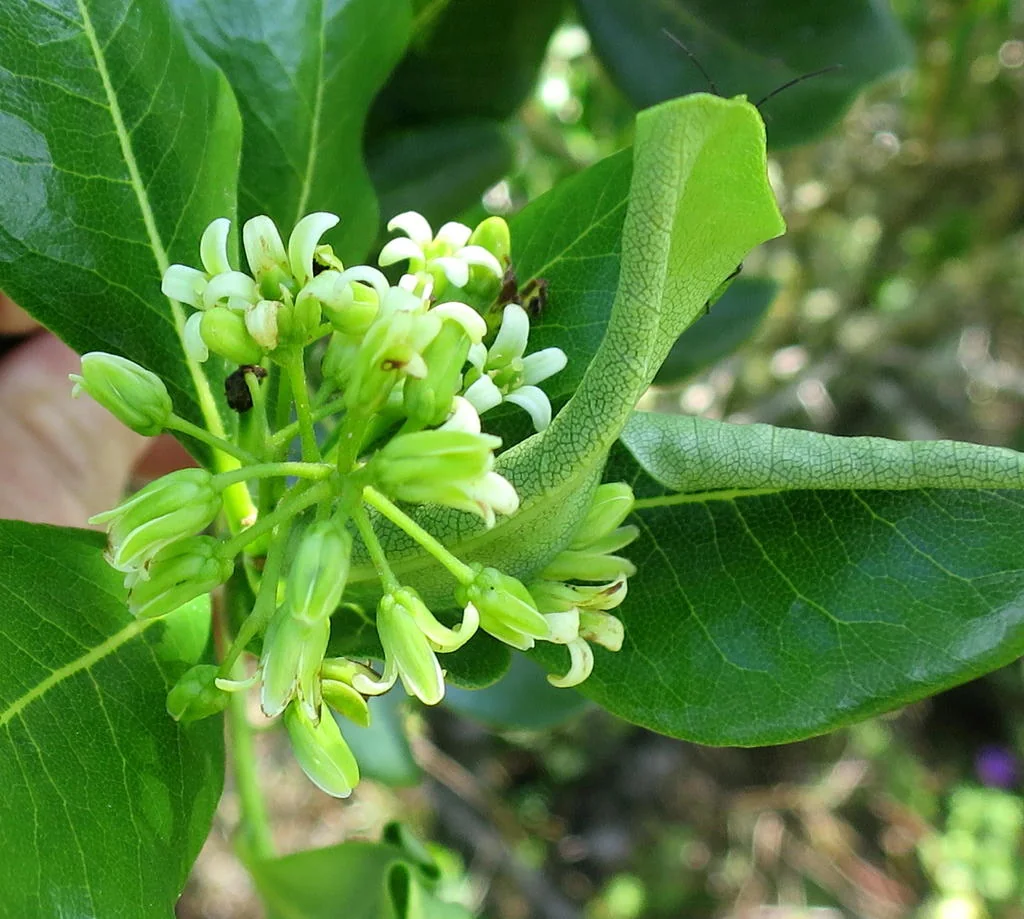 Pittosporum Viridiflorum
